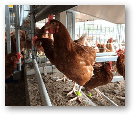 rfid reader for chickens|Review: Automated techniques for monitoring the behaviour and .